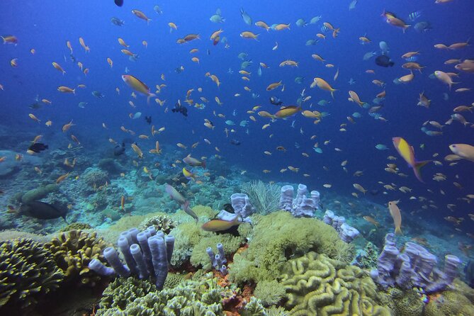 Day Trip Snorkeling Nusa Penida - Manta 3 Sites (From South Bali)