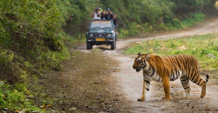 Delhi to Jim Corbett Transfer