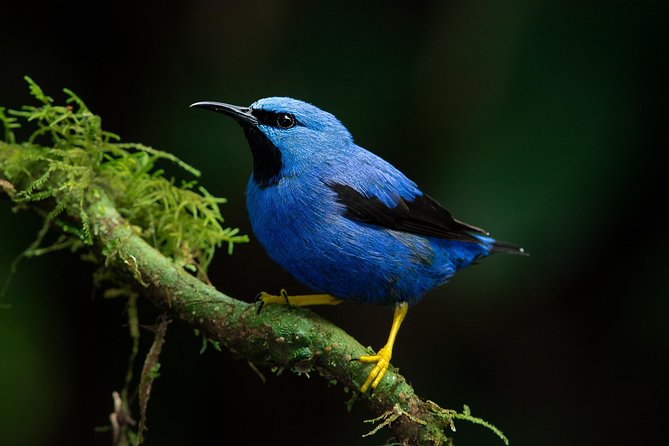 Deluxe Private Bird Watching Tour | Manuel Antonio