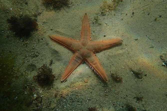 Discover Scuba Diving Course in Marine Reserve Near Lisbon