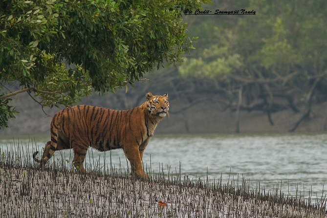Discover Sundarbans Wildlife in Mangroves Same Day From Kolkata