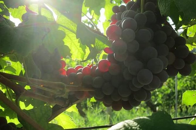 Discovering Roero and Its Wines