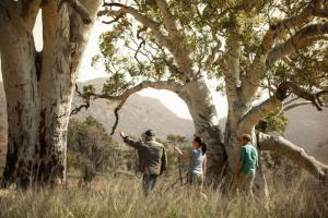 Discovery Resorts - Wilpena Pound - Location and Nearby Attractions