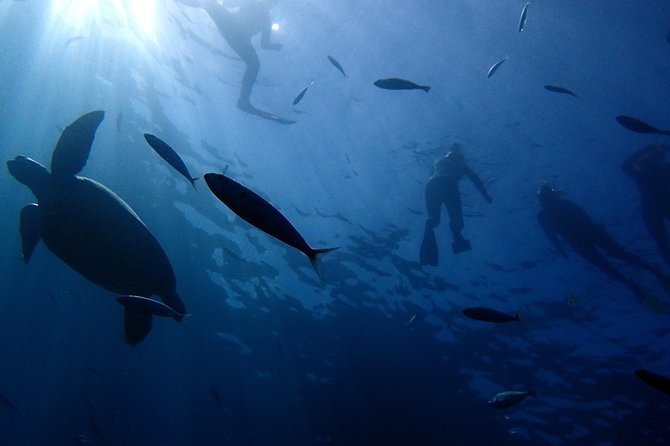 Diving Adventures – Boat and Shore Diving