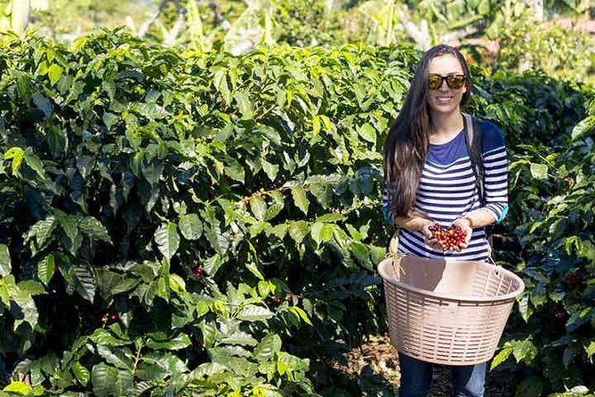 Doka Coffee Tour- Grecia & Sarchi From San José