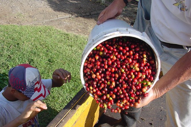 Doka Coffee Tour, Poas Volcano and La Paz Waterfall Day Trip From San Jose