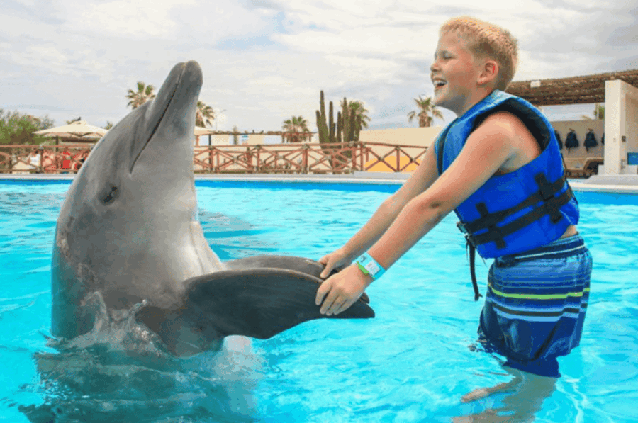 Dolphin Family Encounter - Cabo