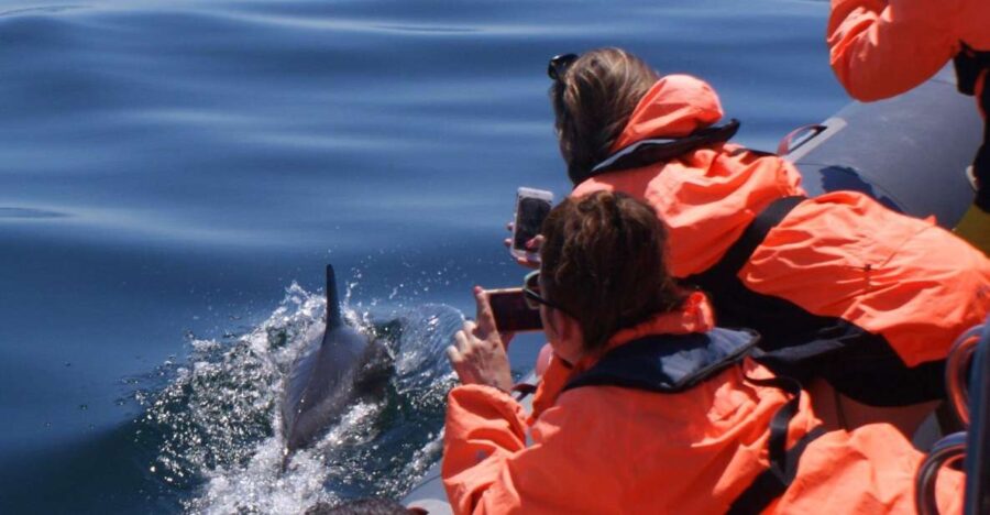 Dolphin Watching - Portimão - Activity Overview