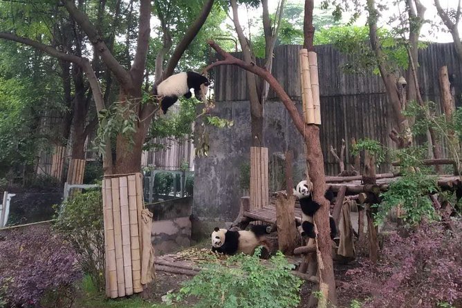 Dujiangyan Panda Center and Dujiangyan Irrigation System One Day Tour