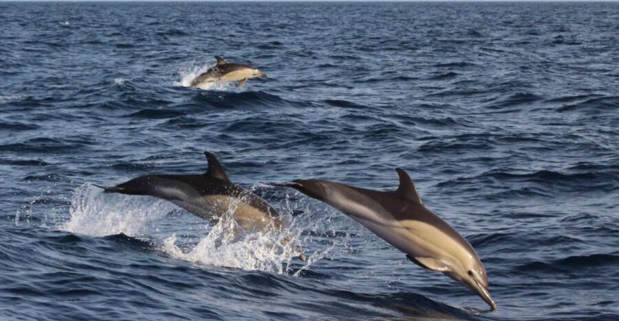 Dumaguete: Dolphin Watching & Manjuyod Sandbar Private Tour