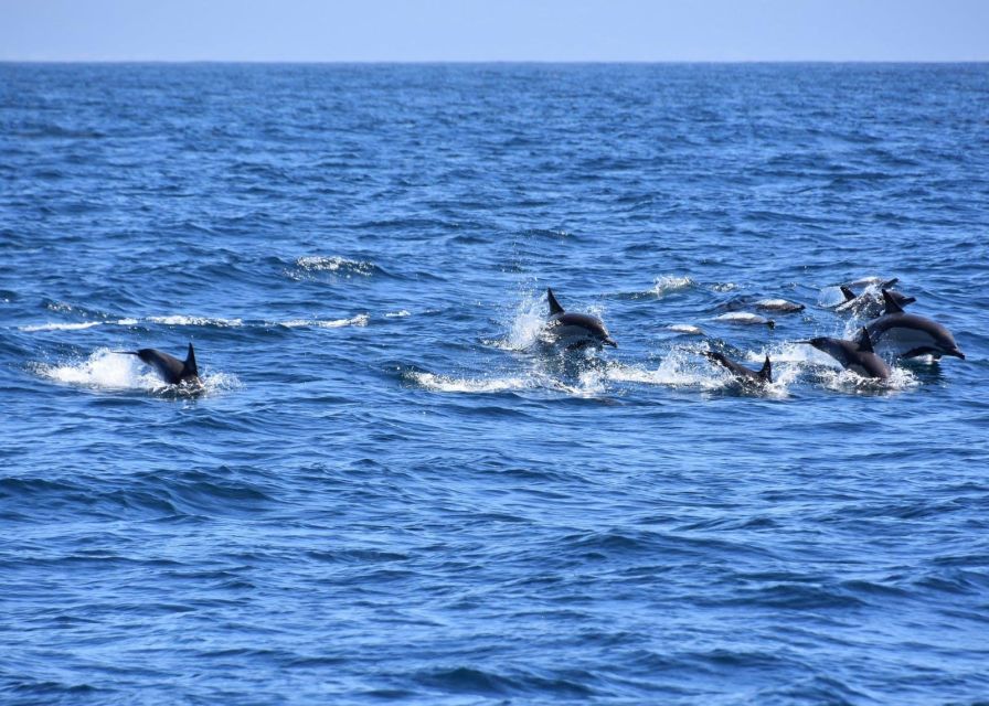 Dumaguete Manjuyod Sand Bar & Dolphin Watching