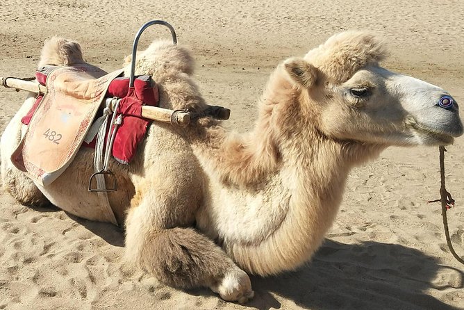 Dunhuang Private Camel Riding in the Gobi Desert