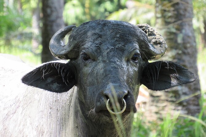 Eco Farm Tour & Water Buffalos