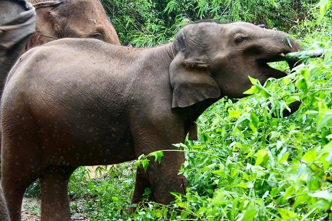 Elephant and Gibbon Encounters – 5days/4nights