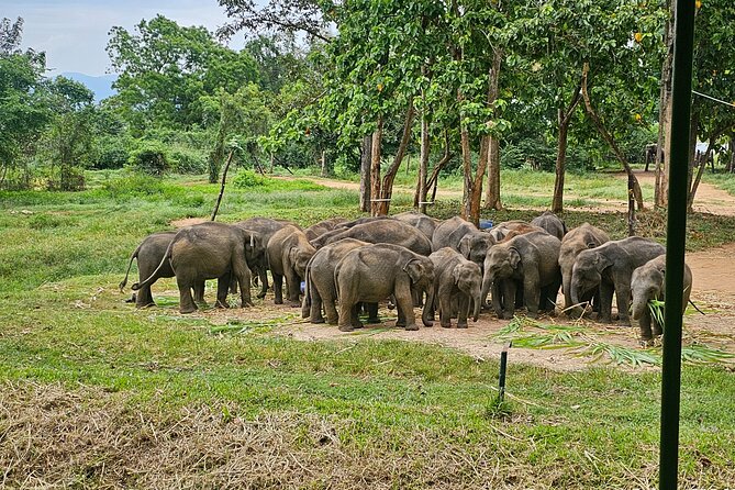 Ella Train Trip & Udawalawa Private Day Tour Bentota/Kosgoda - Tour Overview