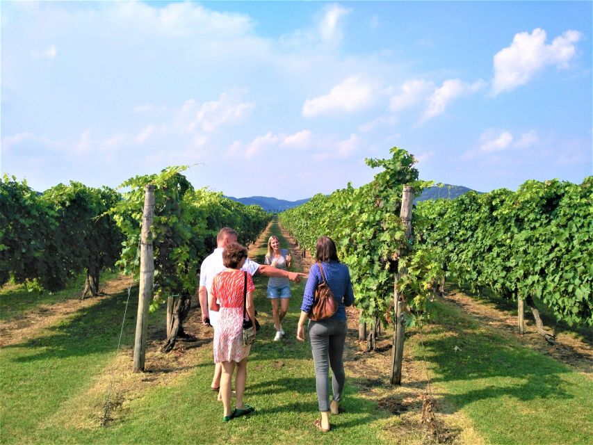 Euganean Hills Guided Wine Tour From Abano Montegrotto - Tour Overview and Pricing