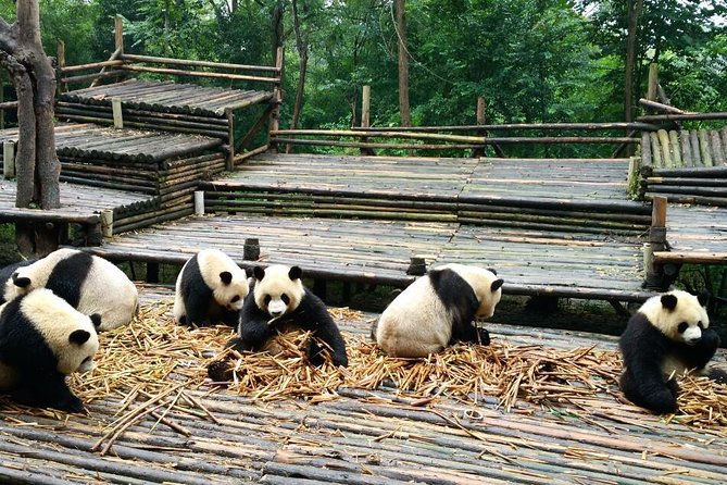 Everything Panda Private Day Tour in Chengdu