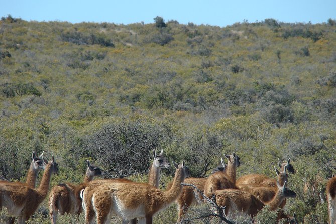 Exclusive Peninsula Valdes Nature & Wildlife With Entry Fee and Box Lunch