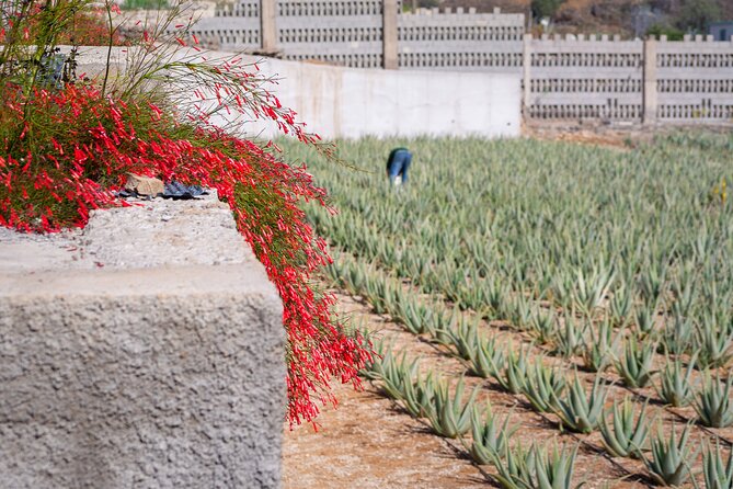 Excursion Visiting Wineries in Tenerife With Lunch