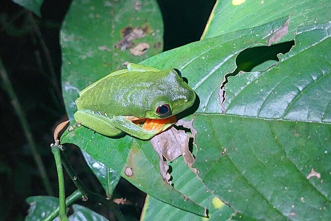 Explore the Dark Side of Nature: Manzanillo Refuge Night Walk - Tour Details
