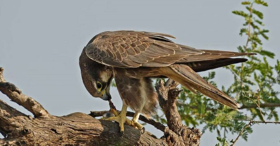Explore The Desert National Park With Experience Guide