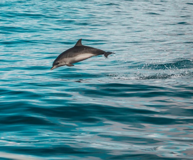 Faro: Dolphin and Marine Life Watching Boat Tour
