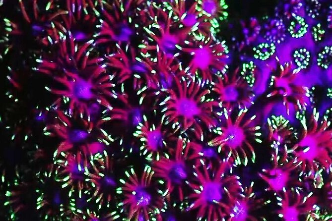 2 Best Snorkeling Experiences In Ko Pha Ngan