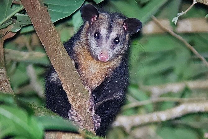 Forest Night Tour in Monteverde Refuge / Guide & Entrace Fee.