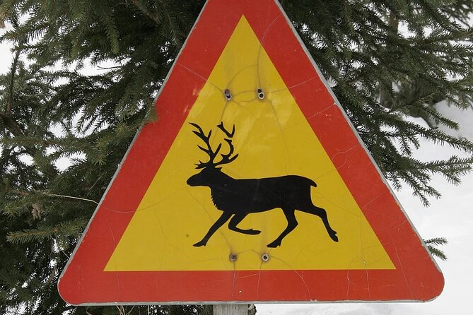 Forest Trail Reindeer Safari