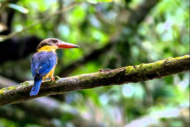 Frasers Hill Bird-Watching & Nature Sightseeing Tour From Kuala Lumpur