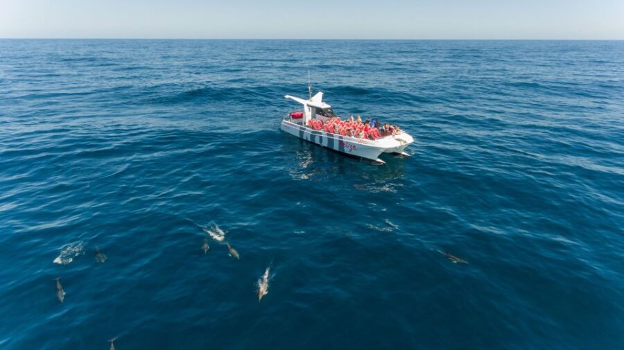 From Albufeira: Dolphins and Caves 2.5-Hour Boat Trip