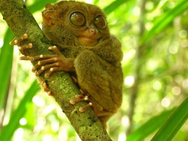 From Bohol: Full-Day Countryside Tour