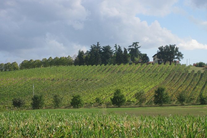 From Bologna: Wine Tasting and Vineyard Tour With the Winemaker