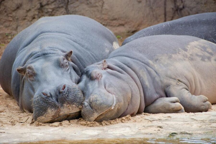From Buenos Aires: Temaiken Zoo Tour With Ticket Included
