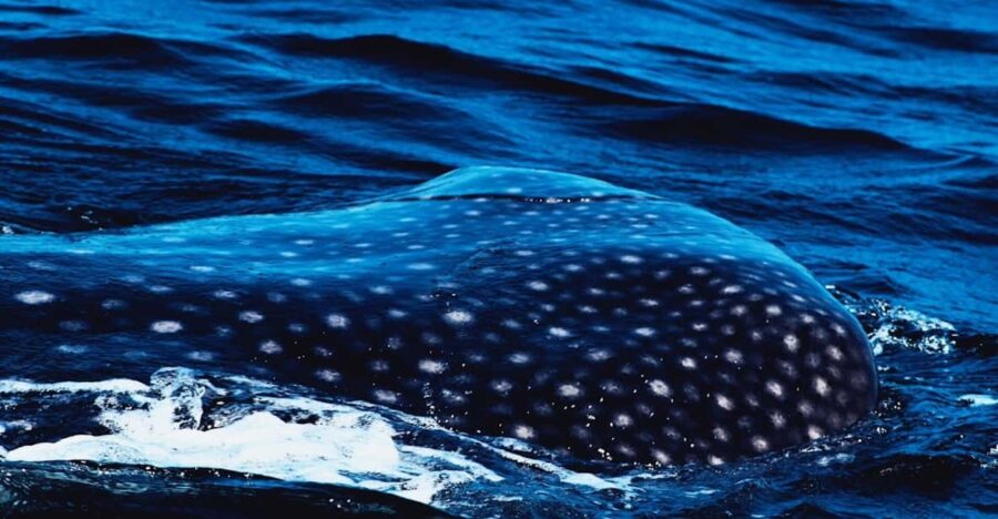 From Cancun and Riviera Maya Whale Shark Snorkeling