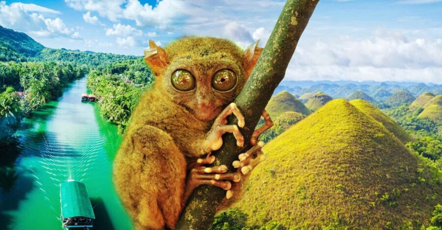 From Cebu City: Bohol Island Highlights in One Day