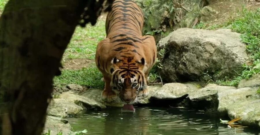 From Cebu City: Cebu Safari Adventure