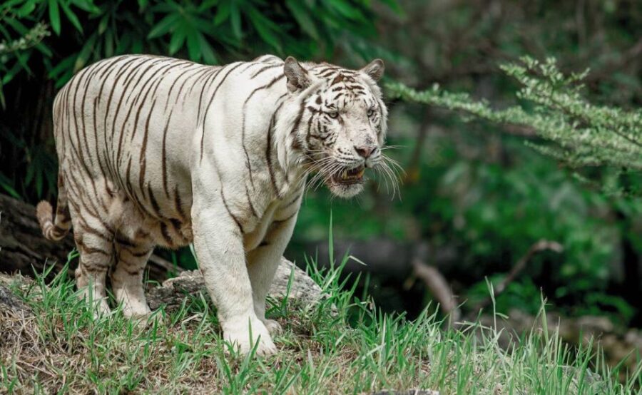 From Cebu City: Cebu Safari and Adventure Park Day Tour