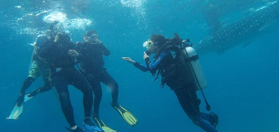 From Cebu City: Scuba Diving With Whale Sharks Trip in Oslob