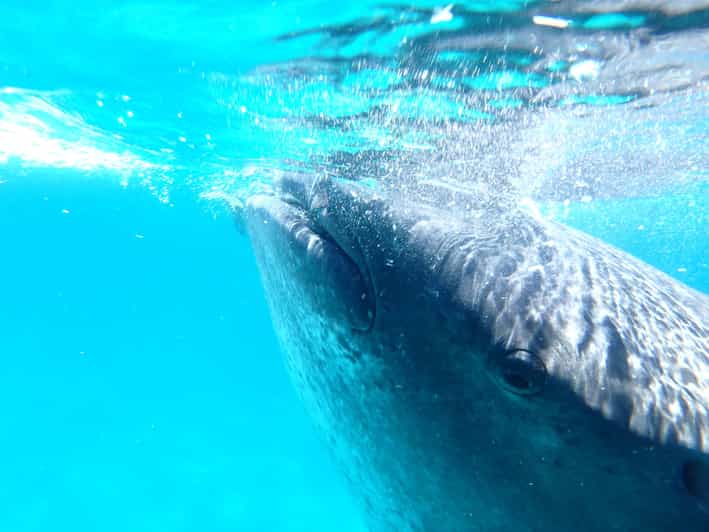 From Cebu: Oslob Whale Shark Snorkeling & Tumalog Waterfall
