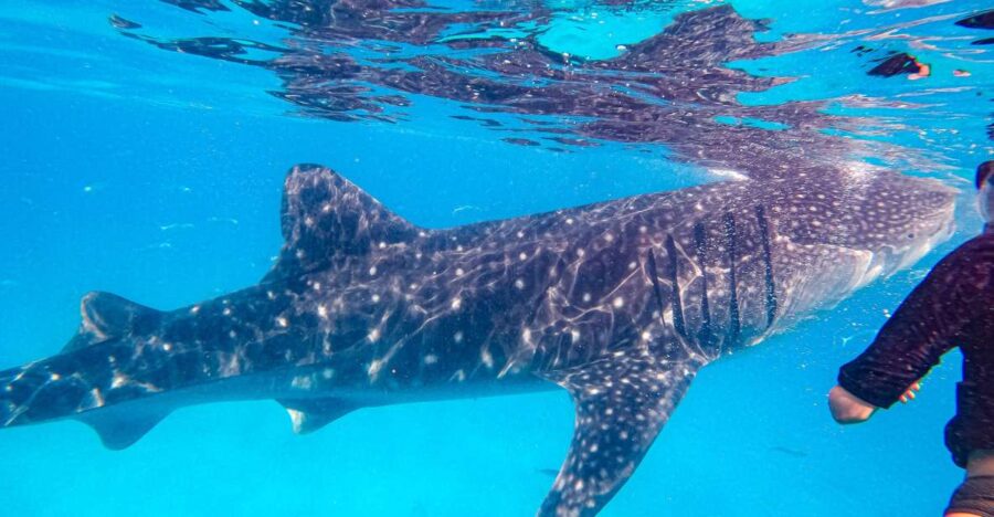 From Cebu: Whale Shark Snorkeling & Kawasan Canyoning Tour