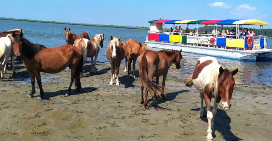 From Chincoteague Island: Assateague Island Boat Tour