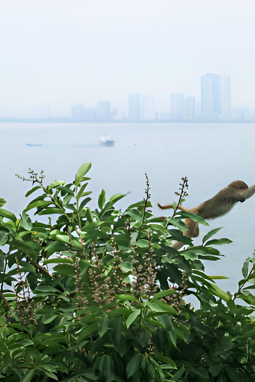 From Da Nang: Wildlife Watching, Douc Langurs Watching