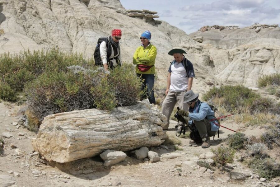 From El Calafate: La Leona Petrified Forest Day Trip - Trip Overview