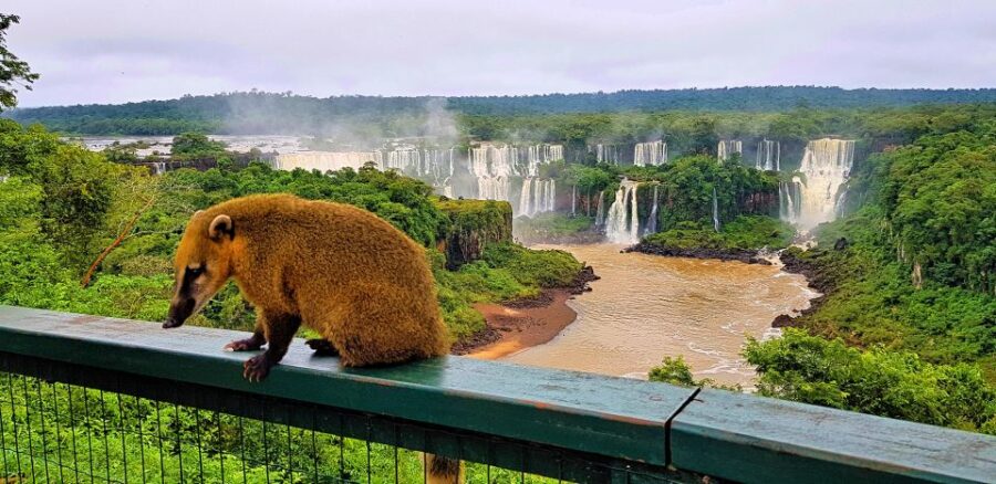 From Foz Do Iguaçu: Brazil Iguazu Falls & Macuco Safari Boat