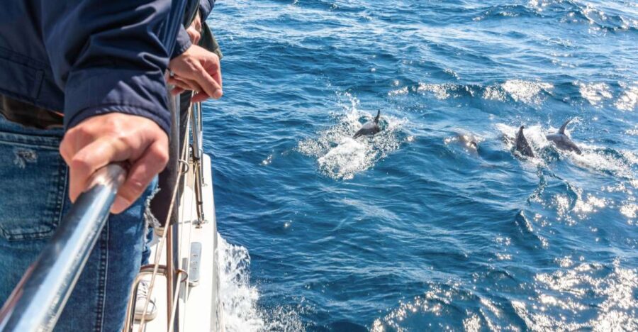 From Funchal: Madeira Dolphin and Whale Watching Tour