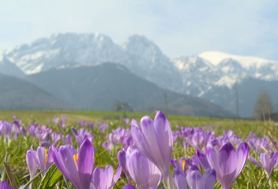 From Kraków: Zakopane & Tatra Mountains Cheese Tasting Tour - Tour Overview and Pricing
