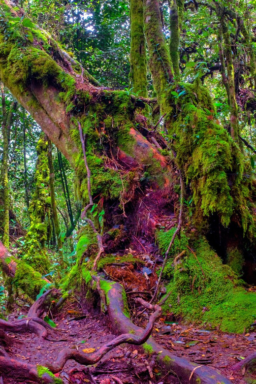 From Kuala Lumpur: Cameron Highlands and Batu Cave Tour
