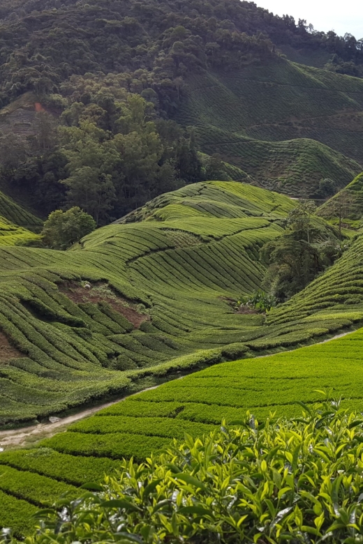 From Kuala Lumpur: Cameron Highlands Day Tour With Lunch