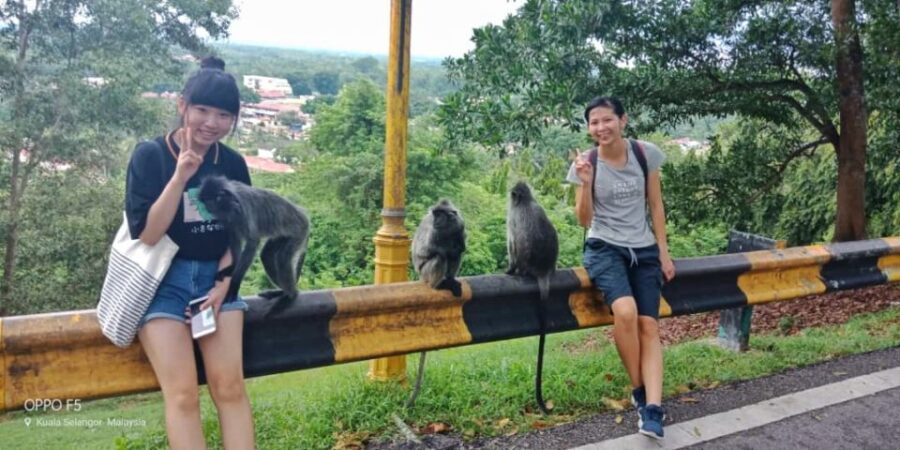From Kuala Lumpur: Kuala Selangor Fireflies Tour With Dinner